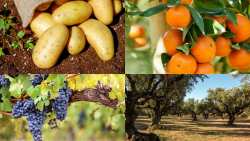&Alpha;&upsilon;&tau;ά &epsilon;ί&nu;&alpha;&iota; &tau;&alpha; &pi;&omicron;&sigma;ά &epsilon;&nu;ί&sigma;&chi;&upsilon;&sigma;&eta;&sigmaf; &gamma;&iota;&alpha; &pi;&rho;&omicron;ϊό&nu;&tau;&alpha; &tau;&omicron;&pi;&iota;&kappa;ή&sigmaf; &pi;&alpha;&rho;&alpha;&gamma;&omega;&gamma;ή&sigmaf; &sigma;&tau;&alpha; &mu;&iota;&kappa;&rho;ά &Nu;&eta;&sigma;&iota;ά &Alpha;&iota;&gamma;&alpha;ί&omicron;&upsilon; &Pi;&epsilon;&lambda;ά&gamma;&omicron;&upsilon;&sigmaf; &gamma;&iota;&alpha; &tau;&omicron; έ&tau;&omicron;&sigmaf; &alpha;&iota;&tau;ή&sigma;&epsilon;&omega;&nu; 2022