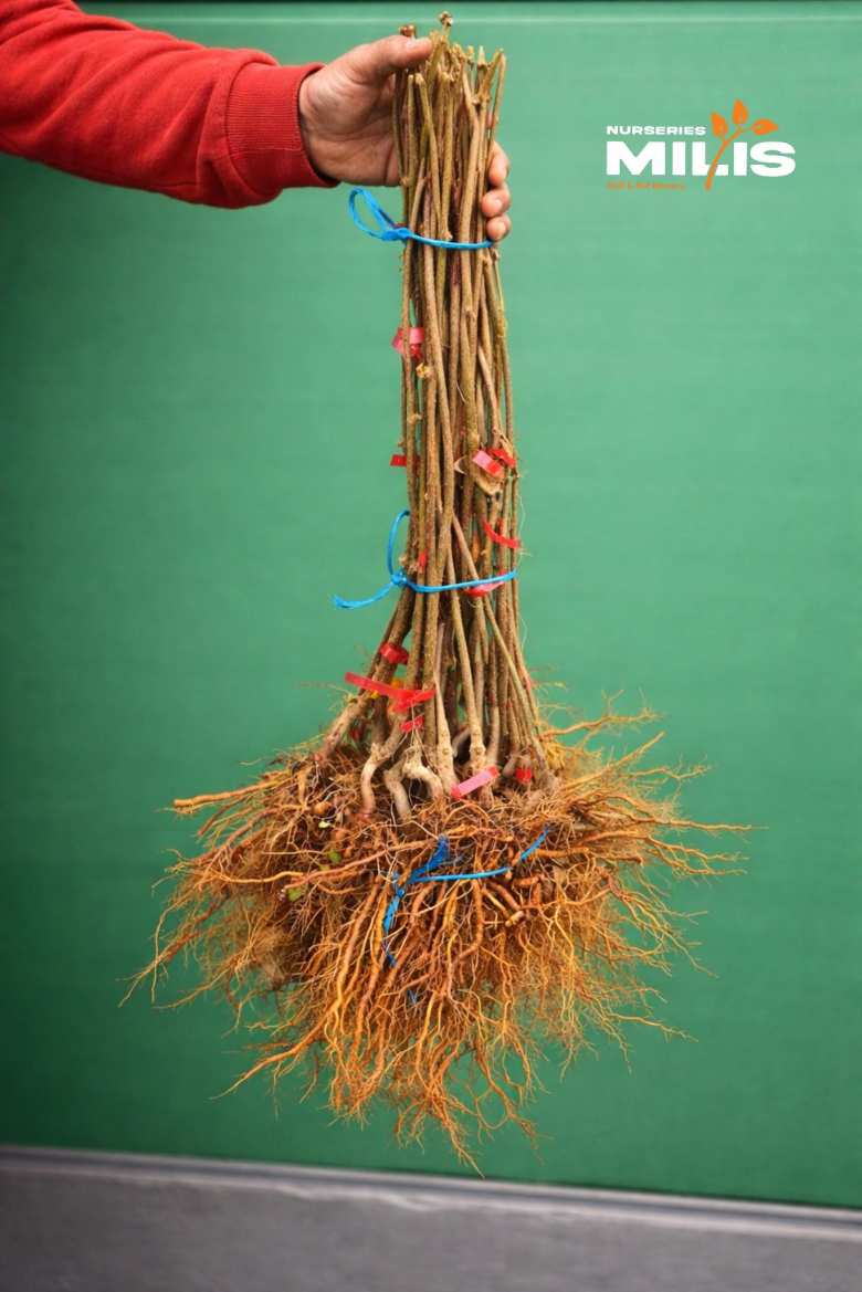 &Gamma;&upsilon;&mu;&nu;ό&rho;&iota;&zeta;&alpha; &Phi;&upsilon;&tau;ά &Alpha;&kappa;&tau;&iota;&nu;&iota;&delta;ί&omicron;&upsilon; HAYWARD CL8 &delta;&iota;&alpha;&theta;έ&sigma;&iota;&mu;&alpha; &alpha;&pi;ό &tau;&alpha; Milis plant nurseries - &Phi;&upsilon;&tau;ώ&rho;&iota;&alpha; &Mu;ί&lambda;&eta;&sigmaf;