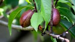 &Alpha;&nu;&tau;&iota;&mu;&epsilon;&tau;ώ&pi;&iota;&sigma;&eta; &Theta;&rho;ί&pi;&alpha;, &Kappa;&lambda;&epsilon;&omicron;&nu;&omicron;ύ &kappa;&alpha;&iota; &Mu;&omicron;&nu;ί&lambda;&iota;&alpha;&sigmaf; &sigma;&epsilon; &Nu;&epsilon;&kappa;&tau;&alpha;&rho;&iota;&nu;&iota;ά &kappa;&alpha;&iota; &Rho;&omicron;&delta;&alpha;&kappa;&iota;&nu;&iota;ά - &Omicron;&delta;&eta;&gamma;ί&epsilon;&sigmaf; &psi;&epsilon;&kappa;&alpha;&sigma;&mu;&omicron;ύ