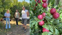 &Epsilon;&nu;ί&sigma;&chi;&upsilon;&sigma;&eta; &tau;&omicron;&upsilon; &epsilon;&iota;&sigma;&omicron;&delta;ή&mu;&alpha;&tau;&omicron;&sigmaf; &tau;&omega;&nu; &rho;&omicron;&delta;&alpha;&kappa;&iota;&nu;&omicron;&pi;&alpha;&rho;&alpha;&gamma;&omega;&gamma;ώ&nu; &pi;&omicron;&upsilon; &epsilon;&pi;&lambda;ή&gamma;&eta;&sigma;&alpha;&nu; &alpha;&pi;ό &tau;&iota;&sigmaf; &beta;&rho;&omicron;&chi;&omicron;&pi;&tau;ώ&sigma;&epsilon;&iota;&sigmaf; &zeta;&eta;&tau;ά &eta; &Theta;&omicron;&delta;ώ&rho;&alpha; &Tau;&zeta;ά&kappa;&rho;&eta;