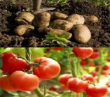 &Sigma;&tau;&alpha;&mu;&epsilon;&nu;ί&tau;&eta;&sigmaf;: &laquo;&Omicron;&lambda;&omicron;&kappa;&lambda;&eta;&rho;ώ&nu;&epsilon;&tau;&alpha;&iota; &eta; &delta;&iota;&alpha;&delta;&iota;&kappa;&alpha;&sigma;ί&alpha; &gamma;&iota;&alpha; &tau;&eta;&nu; &alpha;&pi;&omicron;&zeta;&eta;&mu;ί&omega;&sigma;&eta; &sigma;&epsilon; &tau;&omicron;&mu;ά&tau;&alpha;, &alpha;&gamma;&gamma;&omicron;&upsilon;&rho;ά&kappa;&iota; &kappa;&alpha;&lambda;&omicron;&kappa;&alpha;&iota;&rho;&iota;&nu;ή &kappa;&alpha;&iota; &phi;&theta;&iota;&nu;&omicron;&pi;&omega;&rho;&iota;&nu;ή &pi;&alpha;&tau;ά&tau;&alpha;&raquo;