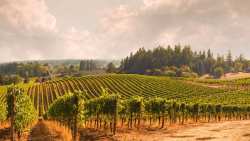 &Alpha;&mu;&pi;έ&lambda;&iota;: &Chi;&epsilon;&iota;&mu;&epsilon;&rho;&iota;&nu;έ&sigmaf; &epsilon;&pi;&epsilon;&mu;&beta;ά&sigma;&epsilon;&iota;&sigmaf; &phi;&upsilon;&tau;&omicron;&pi;&rho;&omicron;&sigma;&tau;&alpha;&sigma;ί&alpha;&sigmaf;