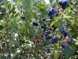 &Mu;ύ&rho;&tau;&iota;&lambda;&lambda;&omicron;, &Gamma;&kappa;ό&tau;&zeta;&iota; &mu;&pi;έ&rho;&iota;, &Iota;&pi;&pi;&omicron;&phi;&alpha;έ&sigmaf;, &Alpha;&rho;&omega;&nu;ί&alpha; - Super Foods &pi;&omicron;&upsilon; &mu;&pi;&omicron;&rho;&epsilon;ί&tau;&epsilon; &nu;&alpha; &kappa;&alpha;&lambda;&lambda;&iota;&epsilon;&rho;&gamma;ή&sigma;&epsilon;&tau;&epsilon; &mu;ό&nu;&omicron;&iota; &sigma;&alpha;&sigmaf; &sigma;&tau;&omicron;&nu; &kappa;ή&pi;&omicron;