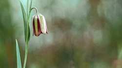 &Omicron;&delta;&eta;&gamma;ί&epsilon;&sigmaf; &gamma;&iota;&alpha; ί&alpha;&sigma;&eta; &kappa;&alpha;&iota; &epsilon;&upsilon;&epsilon;&xi;ί&alpha; &mu;έ&sigma;&alpha; &alpha;&pi;ό &tau;&alpha; &alpha;&rho;&omega;&mu;&alpha;&tau;&iota;&kappa;ά &phi;&upsilon;&tau;ά