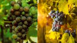 &Epsilon;&chi;&theta;&rho;&omicron;ί &kappa;&alpha;&iota; &alpha;&sigma;&theta;έ&nu;&epsilon;&iota;&epsilon;&sigmaf; &tau;&omicron;&upsilon; &Alpha;&mu;&pi;&epsilon;&lambda;&iota;&omicron;ύ