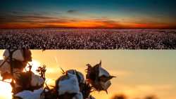 &Tau;&iota; &nu;&alpha; &pi;&rho;&omicron;&sigma;έ&xi;&epsilon;&tau;&epsilon; &sigma;&tau;&eta; &beta;&alpha;&mu;&beta;&alpha;&kappa;&omicron;&kappa;&alpha;&lambda;&lambda;&iota;έ&rho;&gamma;&epsilon;&iota;&alpha; &tau;&omicron;&upsilon;&sigmaf; &theta;&epsilon;&rho;&iota;&nu;&omicron;ύ&sigmaf; &mu;ή&nu;&epsilon;&sigmaf;