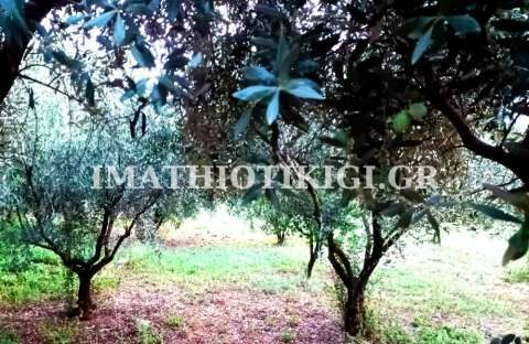 &Gamma;&epsilon;&omega;&rho;&gamma;&iota;&kappa;έ&sigmaf; &pi;&rho;&omicron;&epsilon;&iota;&delta;&omicron;&pi;&omicron;&iota;ή&sigma;&epsilon;&iota;&sigmaf; &gamma;&iota;&alpha; &tau;&eta;&nu; &Epsilon;&lambda;&iota;ά