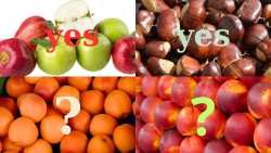 &Tau;&omicron; &sigma;ί&rho;&iota;&alpha;&lambda; &mu;&epsilon; &tau;&alpha; &rho;&omicron;&delta;ά&kappa;&iota;&nu;&alpha; &kappa;&alpha;&iota; &beta;&epsilon;&rho;ί&kappa;&omicron;&kappa;&alpha; &phi;&alpha;ί&nu;&epsilon;&tau;&alpha;&iota; &nu;&alpha; &mu;&eta;&nu; έ&chi;&epsilon;&iota; &tau;έ&lambda;&omicron;&sigmaf; - &Theta;&alpha; &pi;&lambda;&eta;&rho;&omega;&theta;&omicron;ύ&nu; &pi;&omicron;&tau;έ &omicron;&iota; &pi;&alpha;&rho;&alpha;&gamma;&omega;&gamma;&omicron;ί &kappa;&alpha;&iota; &tau;&iota; &pi;&omicron;&sigma;ά &theta;&alpha; &lambda;ά&beta;&omicron;&upsilon;&nu;;