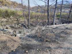 &Mu;&epsilon; &alpha;&pi;ό&phi;&alpha;&sigma;&eta; &Alpha;&upsilon;&gamma;&epsilon;&nu;ά&kappa;&eta; - &Lambda;&upsilon;&kappa;&omicron;&upsilon;&rho;έ&nu;&tau;&zeta;&omicron;&upsilon; &alpha;&pi;&alpha;&lambda;&lambda;ά&sigma;&sigma;&omicron;&nu;&tau;&alpha;&iota; &alpha;&pi;ό &epsilon;&kappa;&tau;&iota;&mu;&eta;&tau;&iota;&kappa;ά &tau;έ&lambda;&eta; &pi;&upsilon;&rho;ό&pi;&lambda;&eta;&kappa;&tau;&omicron;&iota; &kappa;&tau;&eta;&nu;&omicron;&tau;&rho;ό&phi;&omicron;&iota;