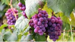 &Sigma;&upsilon;&nu;έ&delta;&rho;&iota;&omicron; &gamma;&iota;&alpha; &tau;&eta;&nu; &beta;&iota;&omega;&sigma;&iota;&mu;ό&tau;&eta;&tau;&alpha; &kappa;&alpha;&iota; &tau;&eta;&nu; &alpha;&nu;&tau;&alpha;&gamma;&omega;&nu;&iota;&sigma;&tau;&iota;&kappa;ό&tau;&eta;&tau;&alpha; &tau;&eta;&sigmaf; &Epsilon;&lambda;&lambda;&eta;&nu;&iota;&kappa;ή&sigmaf; &Alpha;&mu;&pi;&epsilon;&lambda;&omicron;&upsilon;&rho;&gamma;ί&alpha;&sigmaf; &sigma;&tau;&alpha; &Iota;&omega;ά&nu;&nu;&iota;&nu;&alpha; 23 &kappa;&alpha;&iota; 24 &Mu;&alpha;ϊ&omicron;&upsilon; 2024