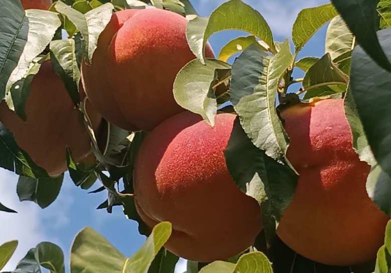 &Mu;&alpha;&rho;&tau;&upsilon;&rho;ί&alpha; &Pi;&alpha;&rho;&alpha;&gamma;&omega;&gamma;&omicron;ύ: &ldquo;&Epsilon;ί&mu;&alpha;&iota; &kappa;&alpha;&tau;ά &epsilon;&upsilon;&chi;&alpha;&rho;&iota;&sigma;&tau;&eta;&mu;έ&nu;&omicron;&sigmaf; &mu;&epsilon; &tau;&omicron; &alpha;&pi;&omicron;&tau;έ&lambda;&epsilon;&sigma;&mu;&alpha;!&rdquo; (2026)