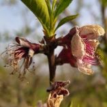 &Delta;. &Sigma;&tau;&alpha;&mu;&epsilon;&nu;ί&tau;&eta;&sigmaf; : &Pi;&rho;&omicron;&kappa;&alpha;&tau;&alpha;&beta;&omicron;&lambda;έ&sigmaf; &chi;&omega;&rho;ί&sigmaf; &epsilon;&xi;&alpha;&tau;&omicron;&mu;&iota;&kappa;&epsilon;&upsilon;&mu;έ&nu;&omicron; &pi;ό&rho;&iota;&sigma;&mu;&alpha; &gamma;&iota;&alpha; &tau;&omicron;&upsilon;&sigmaf; &alpha;&nu;&omicron;&iota;&xi;&iota;ά&tau;&iota;&kappa;&omicron;&upsilon;&sigmaf; &pi;&alpha;&gamma;&epsilon;&tau;&omicron;ύ&sigmaf;