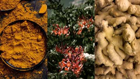 Έ&xi;&iota; &beta;ό&tau;&alpha;&nu;&alpha; &kappa;&alpha;&iota; &mu;&pi;&alpha;&chi;&alpha;&rho;&iota;&kappa;ά &pi;&omicron;&upsilon; &epsilon;&nu;&iota;&sigma;&chi;ύ&omicron;&upsilon;&nu; &tau;&eta;&nu; &upsilon;&gamma;&iota;ή &lambda;&epsilon;&iota;&tau;&omicron;&upsilon;&rho;&gamma;ί&alpha; &tau;&omicron;&upsilon; &epsilon;&gamma;&kappa;&epsilon;&phi;ά&lambda;&omicron;&upsilon;