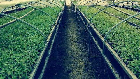 &Alpha;&pi;&omicron;&tau;ύ&pi;&omega;&mu;&alpha; &Alpha;&Pi;&Theta; &gamma;&iota;&alpha; &tau;&eta;&nu; &pi;&alpha;&gamma;&kappa;ό&sigma;&mu;&iota;&alpha; &alpha;&nu;&alpha;&gamma;&nu;ώ&rho;&iota;&sigma;&eta; &tau;&eta;&sigmaf; &sigma;&tau;έ&beta;&iota;&alpha;&sigmaf; &alpha;&pi;ό &tau;&omicron;&nu; &Sigma;&pi;&epsilon;&rho;&chi;&epsilon;&iota;ό