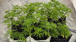 &Kappa;&alpha;&lambda;&lambda;&iota;&epsilon;&rho;&gamma;&omicron;ύ&sigma;&epsilon; 67 &delta;&epsilon;&nu;&delta;&rho;ύ&lambda;&lambda;&iota;&alpha; &kappa;ά&nu;&nu;&alpha;&beta;&eta;&sigmaf; &sigma;&epsilon; &alpha;&gamma;&rho;&omicron;&tau;&iota;&kappa;ή &pi;&epsilon;&rho;&iota;&omicron;&chi;ή &kappa;&alpha;&iota; &sigma;&tau;&eta;&nu; &alpha;&upsilon;&lambda;ή &tau;&omicron;&upsilon;