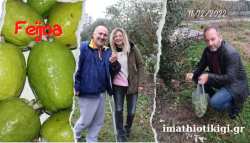 Feijoa: &Eta; &kappa;&alpha;&lambda;&lambda;&iota;έ&rho;&gamma;&epsilon;&iota;&alpha; &pi;&omicron;&upsilon; &alpha;&pi;&omicron;&phi;έ&rho;&epsilon;&iota; έ&omega;&sigmaf; 5000 &epsilon;&upsilon;&rho;ώ &alpha;&nu;ά &sigma;&tau;&rho;έ&mu;&mu;&alpha; - &Pi;&omega;&sigmaf; &kappa;&alpha;&iota; &mu;έ&chi;&rho;&iota; &pi;ό&tau;&epsilon; &mu;&pi;&omicron;&rho;&omicron;ύ&mu;&epsilon; &nu;&alpha; &sigma;&upsilon;&gamma;&kappa;&omicron;&mu;ί&zeta;&omicron;&upsilon;&mu;&epsilon; &kappa;&alpha;&rho;&pi;&omicron;ύ&sigmaf; (Video)