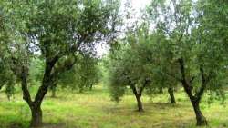 &Gamma;&epsilon;&omega;&rho;&gamma;&iota;&kappa;έ&sigmaf; &Pi;&rho;&omicron;&epsilon;&iota;&delta;&omicron;&pi;&omicron;&iota;ή&sigma;&epsilon;&iota;&sigmaf; &gamma;&iota;&alpha; &tau;&eta;&nu; &Epsilon;&lambda;&iota;ά