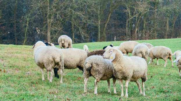 &Pi;&Omicron;&Gamma;&Epsilon;&Delta;&Upsilon;: &Eta; &epsilon;&pi;&iota;&zeta;&omega;&omicron;&tau;ί&alpha; &delta;&epsilon;&nu; &alpha;&nu;&tau;&iota;&mu;&epsilon;&tau;&omega;&pi;ί&zeta;&epsilon;&tau;&alpha;&iota; &mu;&epsilon; &kappa;&alpha;&mu;&pi;ά&nu;&iota;&epsilon;&sigmaf; - &Eta; &epsilon;&nu;&eta;&mu;έ&rho;&omega;&sigma;&eta; &nu;&alpha; &upsilon;&pi;&eta;&rho;&epsilon;&tau;&epsilon;ί &tau;&omicron;&nu; &sigma;&kappa;&omicron;&pi;ό, ό&chi;&iota; &nu;&alpha; &tau;&omicron;&nu; &upsilon;&pi;&omicron;&kappa;&alpha;&theta;&iota;&sigma;&tau;ά
