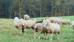 &Pi;&Omicron;&Gamma;&Epsilon;&Delta;&Upsilon;: &Eta; &epsilon;&pi;&iota;&zeta;&omega;&omicron;&tau;ί&alpha; &delta;&epsilon;&nu; &alpha;&nu;&tau;&iota;&mu;&epsilon;&tau;&omega;&pi;ί&zeta;&epsilon;&tau;&alpha;&iota; &mu;&epsilon; &kappa;&alpha;&mu;&pi;ά&nu;&iota;&epsilon;&sigmaf; - &Eta; &epsilon;&nu;&eta;&mu;έ&rho;&omega;&sigma;&eta; &nu;&alpha; &upsilon;&pi;&eta;&rho;&epsilon;&tau;&epsilon;ί &tau;&omicron;&nu; &sigma;&kappa;&omicron;&pi;ό, ό&chi;&iota; &nu;&alpha; &tau;&omicron;&nu; &upsilon;&pi;&omicron;&kappa;&alpha;&theta;&iota;&sigma;&tau;ά