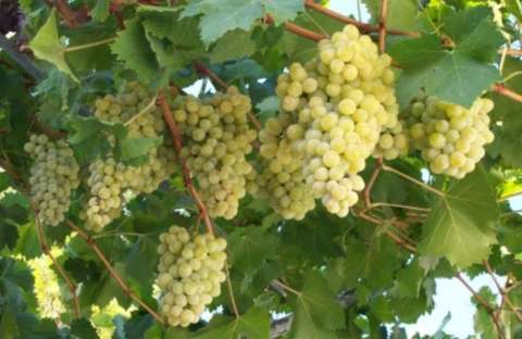 &Sigma;&omicron;&upsilon;&lambda;&tau;&alpha;&nu;ί&nu;&alpha; &Kappa;&omicron;&rho;&iota;&nu;&theta;ί&alpha;&sigmaf; ώ&rho;&alpha; &mu;&eta;&delta;έ&nu; - &Mu;&epsilon;&gamma;ά&lambda;&epsilon;&sigmaf; &zeta;&eta;&mu;&iota;έ&sigmaf; &pi;&rho;&omicron;&kappa;ά&lambda;&epsilon;&sigma;&alpha;&nu; &sigma;&tau;&eta;&nu; &pi;&alpha;&rho;&alpha;&gamma;&omega;&gamma;ή &omicron;&iota; &upsilon;&psi;&eta;&lambda;έ&sigmaf; &theta;&epsilon;&rho;&mu;&omicron;&kappa;&rho;&alpha;&sigma;ί&epsilon;&sigmaf;