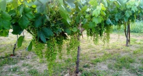 &Omicron;&delta;&eta;&gamma;ί&alpha; &psi;&epsilon;&kappa;&alpha;&sigma;&mu;&omicron;ύ &gamma;&iota;&alpha; &tau;&omicron; &Alpha;&mu;&pi;έ&lambda;&iota;