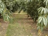 &Alpha;&nu;&alpha;&kappa;&omicron;ί&nu;&omega;&sigma;&eta; &tau;&eta;&sigmaf; &Kappa;&omicron;&iota;&nu;&omicron;&pi;&rho;&alpha;&xi;ί&alpha;&sigmaf; &Sigma;&upsilon;&nu;&epsilon;&tau;&alpha;&iota;&rho;&iota;&sigma;&mu;ώ&nu; &Omicron;&Pi; &Nu; &Eta;&mu;&alpha;&theta;ί&alpha;&sigmaf; &gamma;&iota;&alpha; &tau;&omicron;&upsilon;&sigmaf; &mu;&epsilon;&mu;&omicron;&nu;&omega;&mu;έ&nu;&omicron;&upsilon;&sigmaf; &Alpha;&gamma;&rho;ό&tau;&epsilon;&sigmaf; &kappa;&alpha;&iota; &tau;&iota;&sigmaf; &alpha;&pi;&omicron;&zeta;&eta;&mu;&iota;ώ&sigma;&epsilon;&iota;&sigmaf; &alpha;&pi;ό &tau;&iota;&sigmaf; &beta;&rho;&omicron;&chi;&omicron;&pi;&tau;ώ&sigma;&epsilon;&iota;&sigmaf;