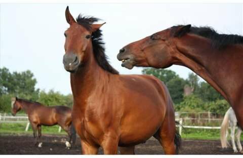 &Sigma;. &Kappa;&epsilon;&delta;ί&kappa;&omicron;&gamma;&lambda;&omicron;&upsilon;: &Nu;έ&alpha; &epsilon;&pi;&omicron;&chi;ή &gamma;&iota;&alpha; &tau;&eta;&nu; &pi;&rho;&omicron;&sigma;&tau;&alpha;&sigma;ί&alpha; &tau;&omega;&nu; &iota;&pi;&pi;&omicron;&epsilon;&iota;&delta;ώ&nu; &eta; &eta;&lambda;&epsilon;&kappa;&tau;&rho;&omicron;&nu;&iota;&kappa;ή &kappa;&alpha;&tau;&alpha;&gamma;&rho;&alpha;&phi;ή &tau;&omicron;&upsilon;&sigmaf; &sigma;&tau;&omicron; gov.gr