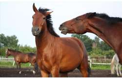 &Sigma;. &Kappa;&epsilon;&delta;ί&kappa;&omicron;&gamma;&lambda;&omicron;&upsilon;: &Nu;έ&alpha; &epsilon;&pi;&omicron;&chi;ή &gamma;&iota;&alpha; &tau;&eta;&nu; &pi;&rho;&omicron;&sigma;&tau;&alpha;&sigma;ί&alpha; &tau;&omega;&nu; &iota;&pi;&pi;&omicron;&epsilon;&iota;&delta;ώ&nu; &eta; &eta;&lambda;&epsilon;&kappa;&tau;&rho;&omicron;&nu;&iota;&kappa;ή &kappa;&alpha;&tau;&alpha;&gamma;&rho;&alpha;&phi;ή &tau;&omicron;&upsilon;&sigmaf; &sigma;&tau;&omicron; gov.gr
