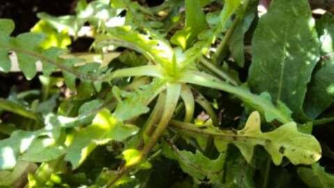 &Pi;&iota;&kappa;&rho;&alpha;&lambda;ί&delta;&alpha; ή &alpha;&gamma;&rho;&iota;&omicron;&rho;ά&delta;&iota;&kappa;&omicron; - Έ&nu;&alpha; &iota;&sigma;&chi;&upsilon;&rho;ό &phi;ά&rho;&mu;&alpha;&kappa;&omicron; &tau;&eta;&sigmaf; &phi;ύ&sigma;&eta;&sigmaf;