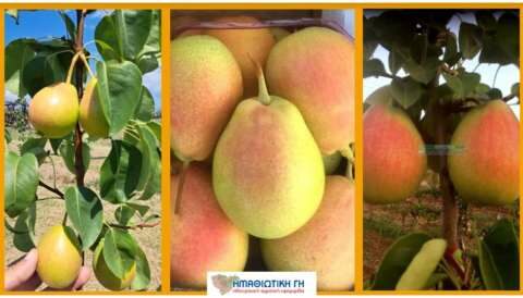 &Sigma;&upsilon;&mu;&beta;&omicron;&lambda;&alpha;&iota;&alpha;&kappa;ή &gamma;&epsilon;&omega;&rho;&gamma;ί&alpha;: &Tau;&epsilon;&rho;ά&sigma;&tau;&iota;&omicron; &epsilon;&nu;&delta;&iota;&alpha;&phi;έ&rho;&omicron;&nu; &gamma;&iota;&alpha; &tau;&omicron; &Phi;&rho;&omicron;ύ&tau;&omicron; &alpha;&upsilon;&tau;ό!