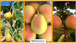 &Sigma;&upsilon;&mu;&beta;&omicron;&lambda;&alpha;&iota;&alpha;&kappa;ή &gamma;&epsilon;&omega;&rho;&gamma;ί&alpha;: &Tau;&epsilon;&rho;ά&sigma;&tau;&iota;&omicron; &epsilon;&nu;&delta;&iota;&alpha;&phi;έ&rho;&omicron;&nu; &gamma;&iota;&alpha; &tau;&omicron; &Phi;&rho;&omicron;ύ&tau;&omicron; &alpha;&upsilon;&tau;ό!