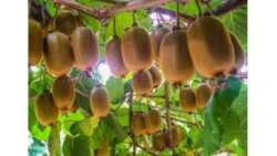 &Alpha;&nu;&alpha;&kappa;&omicron;ί&nu;&omega;&sigma;&eta; &gamma;&iota;&alpha; &tau;&omicron;&upsilon;&sigmaf; &kappa;&alpha;&lambda;&lambda;&iota;&epsilon;&rho;&gamma;&eta;&tau;έ&sigmaf; &alpha;&kappa;&tau;&iota;&nu;&iota;&delta;ί&omega;&nu; &pi;&omicron;&iota;&kappa;&iota;&lambda;ί&alpha;&sigmaf; BOERICA