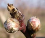 &Beta;&lambda;&alpha;&sigma;&tau;&iota;&kappa;ά &sigma;&tau;ά&delta;&iota;&alpha; &alpha;&nu;&tau;&iota;&mu;&epsilon;&tau;ώ&pi;&iota;&sigma;&eta;&sigmaf; &tau;&omicron;&upsilon; &epsilon;&xi;ώ&alpha;&sigma;&kappa;&omicron;&upsilon; &tau;&eta;&sigmaf; &rho;&omicron;&delta;&alpha;&kappa;&iota;&nu;&iota;ά&sigmaf;