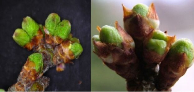 &Omicron;&delta;&eta;&gamma;ί&alpha; &psi;&epsilon;&kappa;&alpha;&sigma;&mu;&omicron;ύ &gamma;&iota;&alpha; &tau;&eta; &delta;&alpha;&mu;&alpha;&sigma;&kappa;&eta;&nu;&iota;ά