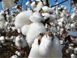 &Beta;&alpha;&mu;&beta;ά&kappa;&iota; : &Pi;&rho;ό&sigma;&kappa;&lambda;&eta;&sigma;&eta; &gamma;&iota;&alpha; &tau;&eta; &sigma;&tau;ή&rho;&iota;&xi;&eta; &nu;έ&omega;&nu; &sigma;&upsilon;&mu;&mu;&epsilon;&tau;&omicron;&chi;ώ&nu; &sigma;&tau;&omicron; &epsilon;&theta;&nu;&iota;&kappa;ό &sigma;ύ&sigma;&tau;&eta;&mu;&alpha; &pi;&omicron;&iota;ό&tau;&eta;&tau;&alpha;&sigmaf; (AGRO 2)