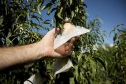 &Rho;&Omicron;&Delta;&Alpha;&Kappa;&Iota;&Nu;&Omicron; LEONFORTE &Phi;&Rho;&Omicron;&Upsilon;&Tau;&Alpha;  &Pi;&Omicron;&Upsilon; &Theta;&Epsilon;&Lambda;&Omicron;&Upsilon;&Nu; &Chi;&Alpha;&Delta;&Iota;