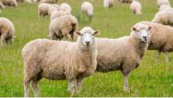 &Epsilon;&nu;&eta;&mu;έ&rho;&omega;&sigma;&eta; &alpha;&pi;ό &tau;&eta; &Delta;&iota;&epsilon;ύ&theta;&upsilon;&nu;&sigma;&eta; &Kappa;&tau;&eta;&nu;&iota;&alpha;&tau;&rho;&iota;&kappa;ή&sigmaf; &tau;&eta;&sigmaf; &Pi;&epsilon;&rho;&iota;&phi;έ&rho;&epsilon;&iota;&alpha;&sigmaf; &Kappa;&epsilon;&nu;&tau;&rho;&iota;&kappa;ή&sigmaf; &Mu;&alpha;&kappa;&epsilon;&delta;&omicron;&nu;ί&alpha;&sigmaf; &sigma;&chi;&epsilon;&tau;&iota;&kappa;ά &mu;&epsilon; &tau;&eta;&nu; &epsilon;&upsilon;&lambda;&omicron;&gamma;&iota;ά &pi;&rho;&omicron;&beta;ά&tau;&omega;&nu;