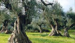 &Gamma;&epsilon;&omega;&rho;&gamma;&iota;&kappa;έ&sigmaf; &pi;&rho;&omicron;&epsilon;&iota;&delta;&omicron;&pi;&omicron;&iota;ή&sigma;&epsilon;&iota;&sigmaf; &gamma;&iota;&alpha; &tau;&eta;&nu; &epsilon;&lambda;&iota;ά