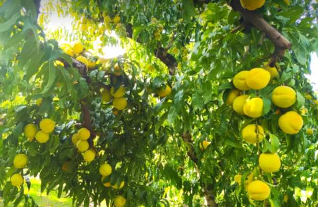 &Sigma;&upsilon;&mu;&pi;ύ&rho;&eta;&nu;&omicron; &Rho;&omicron;&delta;ά&kappa;&iota;&nu;&omicron;: &Gamma;&epsilon;&nu;&iota;&kappa;ή &Sigma;&upsilon;&nu;έ&lambda;&epsilon;&upsilon;&sigma;&eta; &kappa;&alpha;&lambda;&epsilon;ί &alpha;ύ&rho;&iota;&omicron; &Pi;έ&mu;&pi;&tau;&eta; &omicron; &Alpha;&Sigma; &Eta;&mu;&alpha;&theta;ί&alpha;&sigmaf; &sigma;&tau;&omicron; &Mu;&alpha;&kappa;&rho;&omicron;&chi;ώ&rho;&iota;