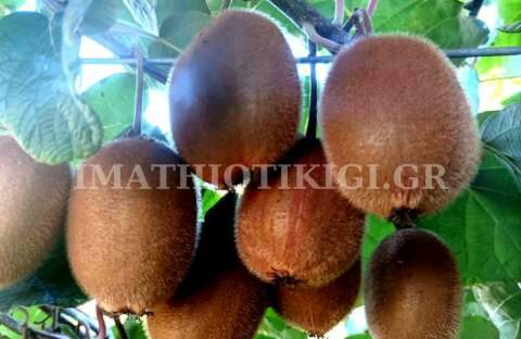 &Tau;&omicron; &upsilon;&psi;&eta;&lambda;ό &epsilon;&nu;&epsilon;&rho;&gamma;&epsilon;&iota;&alpha;&kappa;ό &kappa;ό&sigma;&tau;&omicron;&sigmaf; &kappa;&alpha;&iota; &tau;&alpha; &lambda;&omicron;&iota;&pi;ά &pi;&rho;&omicron;&beta;&lambda;ή&mu;&alpha;&tau;&alpha; &tau;&omicron;&upsilon; &kappa;&lambda;ά&delta;&omicron;&upsilon; &tau;&omicron;&upsilon; &alpha;&kappa;&tau;&iota;&nu;&iota;&delta;ί&omicron;&upsilon; &sigma;&tau;&eta; &sigma;&upsilon;&nu;ά&nu;&tau;&eta;&sigma;&eta; &Epsilon;&Delta;&Omicron;&Alpha; &mu;&epsilon; &tau;&omicron;&nu; &Upsilon;&pi;&Alpha;&Alpha;&Tau;