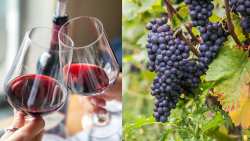 &Sigma;&tau;&omicron; -4%, &eta; &Gamma;&alpha;&lambda;&lambda;ί&alpha; &mu;&epsilon;&iota;ώ&nu;&epsilon;&iota; &omicron;&lambda;&omicron;έ&nu;&alpha; &kappa;&alpha;&iota; &pi;&epsilon;&rho;&iota;&sigma;&sigma;ό&tau;&epsilon;&rho;&omicron; &tau;&eta;&nu; &kappa;&alpha;&tau;&alpha;&nu;ά&lambda;&omega;&sigma;&eta; &kappa;&rho;&alpha;&sigma;&iota;&omicron;ύ