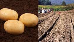 &Eta; &epsilon;&xi;&alpha;&iota;&rho;&epsilon;&tau;&iota;&kappa;ά &pi;&alpha;&rho;&alpha;&gamma;&omega;&gamma;&iota;&kappa;ή &kappa;&alpha;&iota; &alpha;&nu;&theta;&epsilon;&kappa;&tau;&iota;&kappa;ή &pi;&omicron;&iota;&kappa;&iota;&lambda;ί&alpha; &pi;&alpha;&tau;ά&tau;&alpha;&sigmaf;!