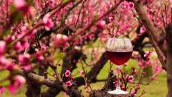 &Kappa;&alpha;&nu;έ&nu;&alpha; "&pi;&rho;&omicron;&epsilon;&iota;&delta;&omicron;&pi;&omicron;&iota;&eta;&tau;&iota;&kappa;ό &mu;ή&nu;&upsilon;&mu;&alpha; &gamma;&iota;&alpha; &tau;&eta;&nu; &upsilon;&gamma;&epsilon;ί&alpha; &sigma;&tau;&iota;&sigmaf; &epsilon;&tau;&iota;&kappa;έ&tau;&epsilon;&sigmaf; &kappa;&rho;&alpha;&sigma;&iota;ώ&nu;" &upsilon;&pi;&omicron;&sigma;&tau;&eta;&rho;ί&zeta;&epsilon;&iota; &eta; Copa Cogeca