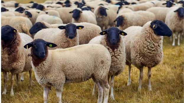 &Upsilon;&Pi;&Alpha;&Alpha;&Tau;: &Xi;&epsilon;&kappa;&iota;&nu;ά &eta; &epsilon;&nu;&epsilon;&rho;&gamma;&omicron;&pi;&omicron;ί&eta;&sigma;&eta; &iota;&delta;&iota;&omega;&tau;ώ&nu; &kappa;&tau;&eta;&nu;&iota;ά&tau;&rho;&omega;&nu; &gamma;&iota;&alpha; &tau;&eta;&nu; &alpha;&nu;&tau;&iota;&mu;&epsilon;&tau;ώ&pi;&iota;&sigma;&eta; &tau;&eta;&sigmaf; &epsilon;&upsilon;&lambda;&omicron;&gamma;&iota;ά&sigmaf;