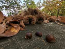 &Kappa;&iota;&lambda;&kappa;ί&sigmaf;: &Eta; &alpha;&kappa;&alpha;&rho;&pi;ί&alpha; &laquo;&chi;&tau;ύ&pi;&eta;&sigma;&epsilon;&raquo; &kappa;&alpha;&iota; &tau;&eta;&nu; &pi;&alpha;&rho;&alpha;&gamma;&omega;&gamma;ή &kappa;ά&sigma;&tau;&alpha;&nu;&omicron;&upsilon;