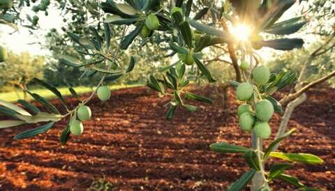 &Epsilon;&pi;&iota;&tau;&rho;&alpha;&pi;έ&zeta;&iota;&alpha; &epsilon;&lambda;&iota;ά: &Delta;&epsilon;ύ&tau;&epsilon;&rho;&eta; &sigma;&tau;&omicron;&nu; &kappa;ό&sigma;&mu;&omicron; &sigma;&epsilon; &epsilon;&xi;&alpha;&gamma;&omega;&gamma;έ&sigmaf; &eta; &Epsilon;&lambda;&lambda;ά&delta;&alpha;