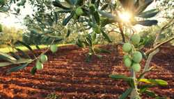 &Epsilon;&pi;&iota;&tau;&rho;&alpha;&pi;έ&zeta;&iota;&alpha; &epsilon;&lambda;&iota;ά: &Delta;&epsilon;ύ&tau;&epsilon;&rho;&eta; &sigma;&tau;&omicron;&nu; &kappa;ό&sigma;&mu;&omicron; &sigma;&epsilon; &epsilon;&xi;&alpha;&gamma;&omega;&gamma;έ&sigmaf; &eta; &Epsilon;&lambda;&lambda;ά&delta;&alpha;