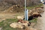 &Alpha;&gamma;&rho;&omicron;&tau;&iota;&kappa;ό &pi;&alpha;&rho;έ&sigma;&upsilon;&rho;&epsilon; &kappa;&omicron;&pi;ά&delta;&iota; &mu;&epsilon; &pi;&rho;ό&beta;&alpha;&tau;&alpha;