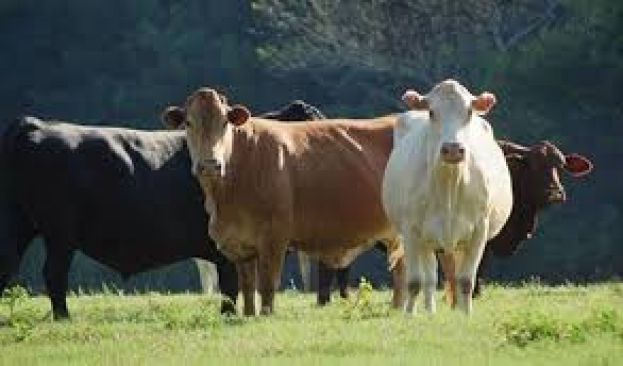 &Alpha;&nu;&alpha;&kappa;&omicron;ί&nu;&omega;&sigma;&eta; &sigma;&chi;&epsilon;&tau;&iota;&kappa;ά &mu;&epsilon; &tau;&eta;&nu; &upsilon;&pi;&omicron;&beta;&omicron;&lambda;ή &pi;&alpha;&rho;&alpha;&sigma;&tau;&alpha;&tau;&iota;&kappa;ώ&nu; &sigma;&upsilon;&mu;&mu;ό&rho;&phi;&omega;&sigma;&eta;&sigmaf; &epsilon;&iota;&delta;&iota;&kappa;ώ&nu; &delta;&iota;&alpha;&tau;ά&xi;&epsilon;&omega;&nu; &gamma;&iota;&alpha; &tau;&eta;&nu; 1&eta; &pi;&rho;ό&sigma;&kappa;&lambda;&eta;&sigma;&eta; &tau;&eta;&sigmaf; &Delta;&rho;ά&sigma;&eta;&sigmaf; 10.1.09 '&Delta;&iota;&alpha;&tau;ή&rho;&eta;&sigma;&eta; &alpha;&pi;&epsilon;&iota;&lambda;&omicron;ύ&mu;&epsilon;&nu;&omega;&nu; &alpha;&upsilon;&tau;ό&chi;&theta;&omicron;&nu;&omega;&nu; &phi;&upsilon;&lambda;ώ&nu; &alpha;&gamma;&rho;&omicron;&tau;&iota;&kappa;ώ&nu; &zeta;ώ&omega;&nu;'