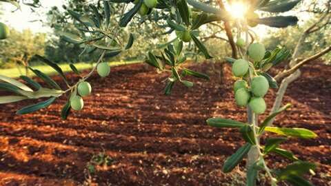 &Alpha;&gamma;&alpha;&nu;&alpha;&kappa;&tau;&iota;&sigma;&mu;έ&nu;&omicron;&iota; &omicron;&iota; &epsilon;&lambda;&alpha;&iota;&omicron;&pi;&alpha;&rho;&alpha;&gamma;&omega;&gamma;&omicron;ί &tau;&eta;&sigmaf; &Chi;&alpha;&lambda;&kappa;&iota;&delta;&iota;&kappa;ή&sigmaf; &zeta;&eta;&tau;&omicron;ύ&nu; De minimis &gamma;&iota;&alpha; &tau;&iota;&sigmaf; &zeta;&eta;&mu;&iota;έ&sigmaf; &alpha;&pi;ό &pi;&alpha;&gamma;&epsilon;&tau;ό (&pi;&rho;&omicron;&alpha;&nu;&theta;&iota;&kappa;ό) &sigma;&tau;&eta;&nu; &epsilon;&lambda;&alpha;&iota;&omicron;&kappa;&alpha;&lambda;&lambda;&iota;έ&rho;&gamma;&epsilon;&iota;&alpha;